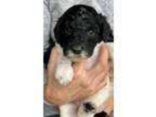 Mutt Puppy for sale in Climax, MI, USA