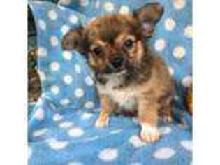 Chihuahua Puppy for sale in Biglerville, PA, USA