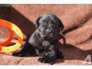 Labrador Retriever Puppy for sale in MOAPA, NV, USA