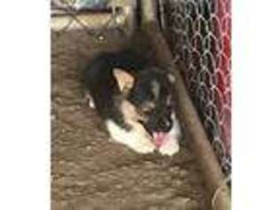 Pembroke Welsh Corgi Puppy for sale in Columbia, KY, USA