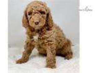Labradoodle Puppy for sale in Kalispell, MT, USA