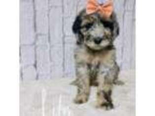Saint Berdoodle Puppy for sale in Columbia City, IN, USA