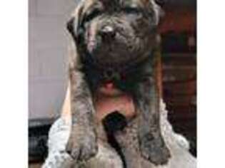 Cane Corso Puppy for sale in Greensburg, IN, USA