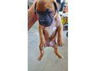 Boxer Puppy for sale in Fargo, ND, USA