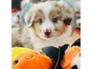 Miniature Australian Shepherd Puppy for sale in Anthony, FL, USA