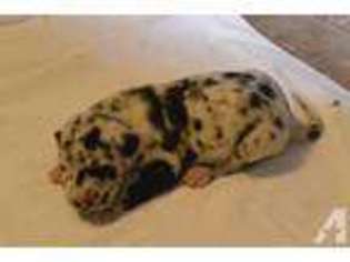 Great Dane Puppy for sale in POPLAR BLUFF, MO, USA