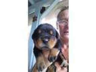 Rottweiler Puppy for sale in WAIANAE, HI, USA