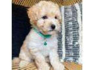 Mutt Puppy for sale in Westfield, IN, USA
