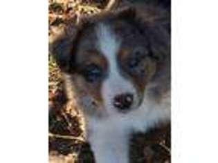 Australian Shepherd Puppy for sale in Hempstead, TX, USA