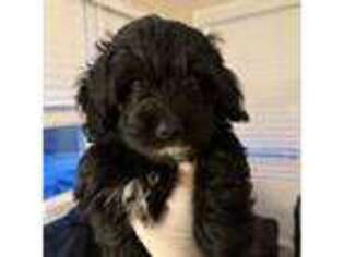 Mutt Puppy for sale in Trumbull, CT, USA