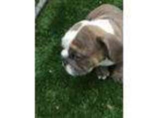 Bulldog Puppy for sale in Lake Mary, FL, USA