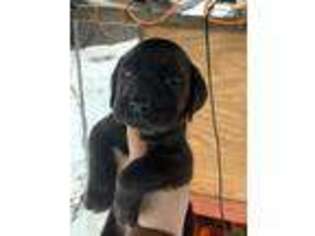 Mastiff Puppy for sale in Greenup, IL, USA