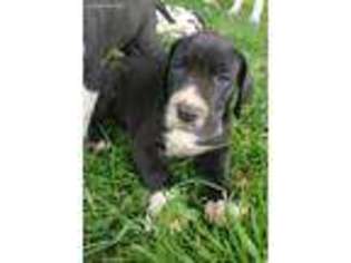 Great Dane Puppy for sale in Arcade, NY, USA