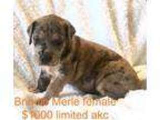 Great Dane Puppy for sale in Maple Hill, NC, USA