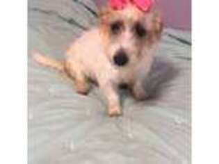 Jack Russell Terrier Puppy for sale in Nuevo, CA, USA