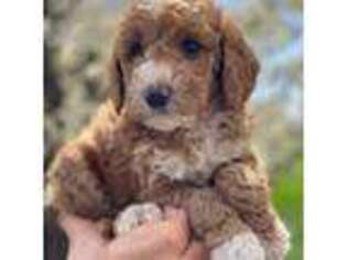 Goldendoodle Puppy for sale in Ammon, ID, USA