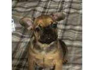French Bulldog Puppy for sale in Grosse Pointe Woods, MI, USA