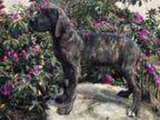 Great Dane Puppy for sale in Columbia, LA, USA