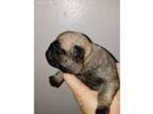 Pug Puppy for sale in Wiggins, MS, USA