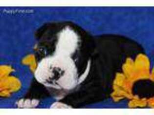 Boston Terrier Puppy for sale in Sarcoxie, MO, USA