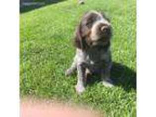 Wirehaired Pointing Griffon Puppy for sale in Wilder, ID, USA