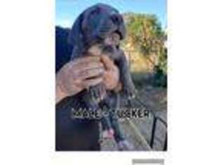 Great Dane Puppy for sale in King, NC, USA