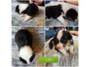 Pembroke Welsh Corgi Puppy for sale in Huntsville, TX, USA