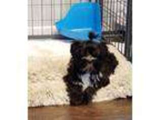 Yorkshire Terrier Puppy for sale in Millville, NJ, USA
