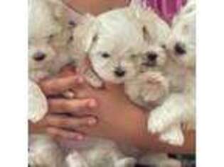Maltese Puppy for sale in Asheville, NC, USA
