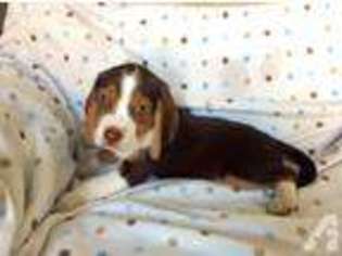 Beagle Puppy for sale in FREMONT, CA, USA