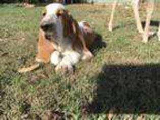 Basset Hound Puppy for sale in Buffalo, TX, USA