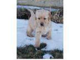 Golden Retriever Puppy for sale in Colesburg, IA, USA
