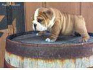 Bulldog Puppy for sale in Orwell, OH, USA