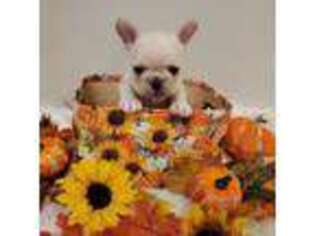 French Bulldog Puppy for sale in North Augusta, SC, USA