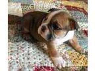 Bulldog Puppy for sale in Longford, KS, USA