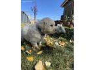 Mutt Puppy for sale in Williams, AZ, USA