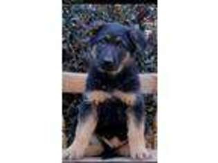 German Shepherd Dog Puppy for sale in Bowie, MD, USA