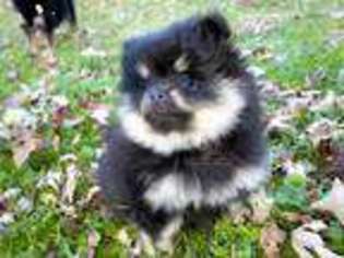 Pomeranian Puppy for sale in Baltimore, MD, USA
