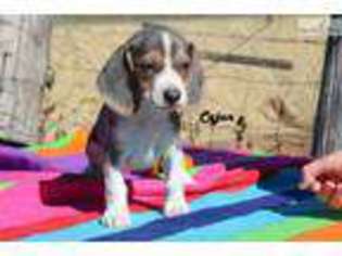 Beagle Puppy for sale in Jackson, TN, USA