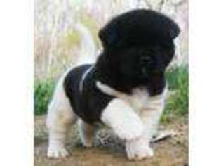 Akita Puppy for sale in Greenville, WV, USA