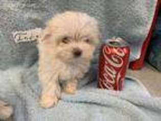 Maltese Puppy for sale in Lynden, WA, USA
