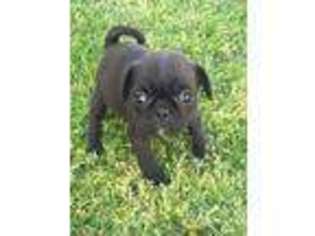 Pug Puppy for sale in Huntsville, AR, USA