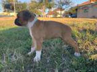 Boxer Puppy for sale in Eagle Pass, TX, USA