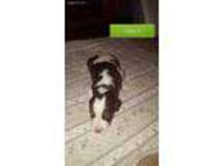 Labradoodle Puppy for sale in Lexington, SC, USA