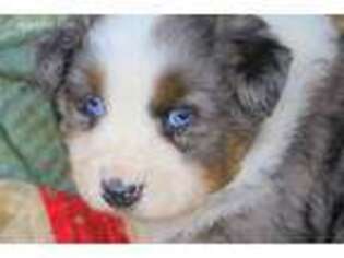 Australian Shepherd Puppy for sale in Marion, VA, USA