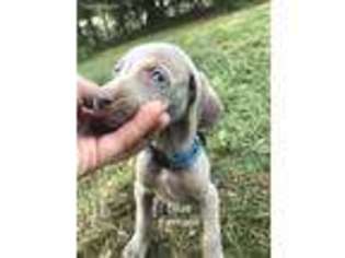 Weimaraner Puppy for sale in Jefferson City, TN, USA
