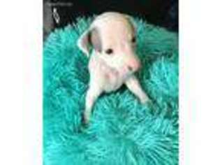 Italian Greyhound Puppy for sale in Fall River, MA, USA