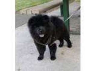 Chow Chow Puppy for sale in Eugene, OR, USA