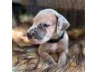 Great Dane Puppy for sale in Warrensburg, MO, USA