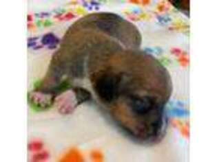 Dachshund Puppy for sale in Lawrenceville, GA, USA